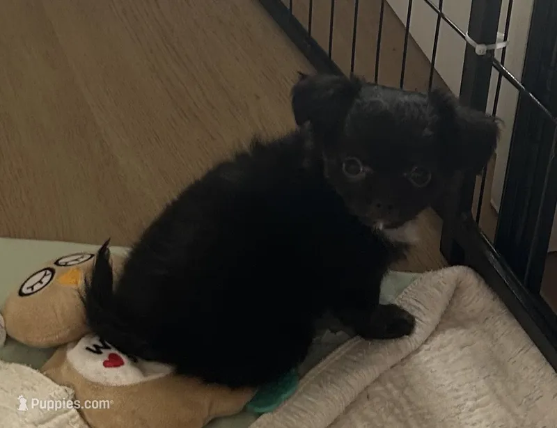 Maxi – Chihuahua puppy for sale in Chickamauga, GA