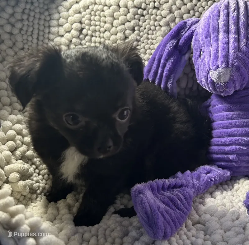 Maxi – Chihuahua puppy for sale in Chickamauga, GA
