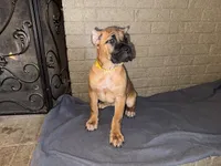 Yellow Collar Female, a female Cane Corso for sale in Cleveland, OH – Photo 2 of 8