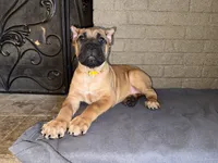 Yellow Collar Female, a female Cane Corso for sale in Cleveland, OH – Photo 1 of 8