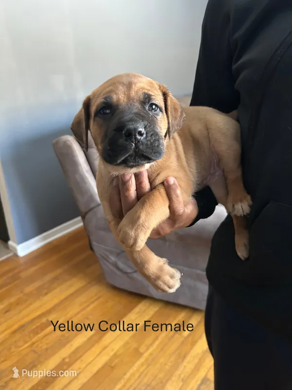 Yellow Collar Female