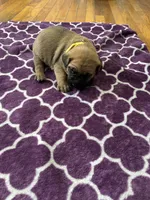 processed/9e46aba9-2fba-471e-b4ad-cfd410305e7f/listing/1c535053-6696-443a-8bf3-2c0196ef7c1a/dea4b27b-5570-43e5-81e5-124925b1407e