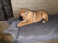 Yellow Collar Female, a female Cane Corso for sale in Cleveland, OH – Photo 3 of 8