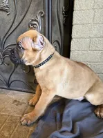 Black Collar Male, a male Cane Corso for sale in Cleveland, OH – Photo 2 of 10