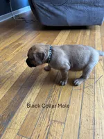 processed/9e46aba9-2fba-471e-b4ad-cfd410305e7f/listing/6a87af66-cbff-4e3a-b52d-56170587a4ae/8ad8fc3c-1568-4b3c-b703-9fdab3c75329