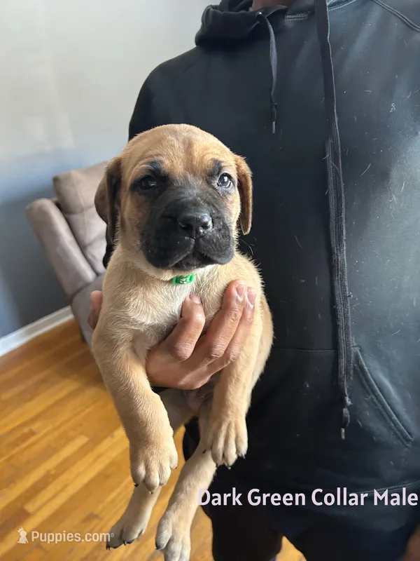 Dark Green Collar Male