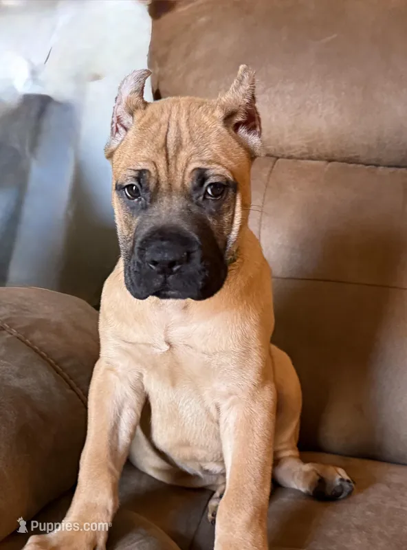 Dark Green Collar Male