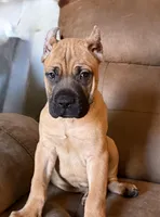 Dark Green Collar Male, a male Cane Corso for sale in Cleveland, OH – Photo 1 of 9