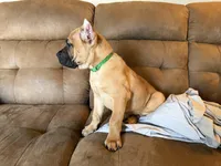 Dark Green Collar Male, a male Cane Corso for sale in Cleveland, OH – Photo 3 of 9