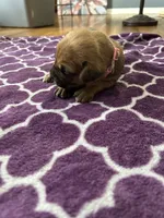 processed/9e46aba9-2fba-471e-b4ad-cfd410305e7f/listing/8c825c42-43f6-409a-b341-c9e329b24faf/ac87185c-d508-4e96-8a71-f38b1ad1c0ca