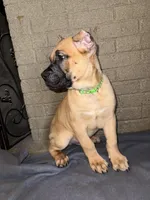 Light Green Collar Male, a male Cane Corso for sale in Cleveland, OH – Photo 2 of 9