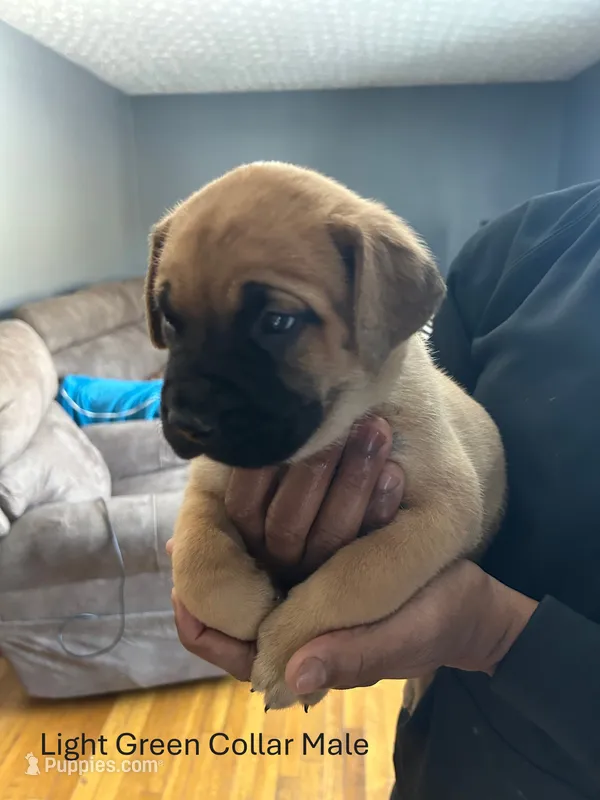 Light Green Collar Male