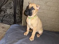 Light Green Collar Male, a male Cane Corso for sale in Cleveland, OH – Photo 9 of 9
