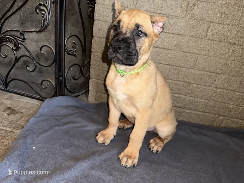 Light Green Collar Male