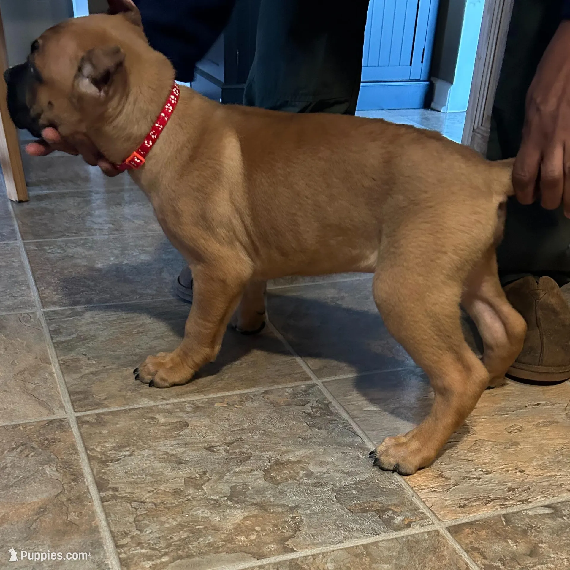 Red Collar Male, a male Cane Corso for sale in Cleveland, OH – Photo 3 of 8