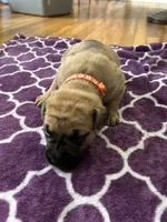 Orange Collar Female, a female Cane Corso for sale in Columbus, OH – Photo 5 of 7