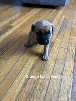 Orange Collar Female, a female Cane Corso for sale in Columbus, OH – Photo 3 of 7