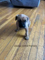 Orange Collar Female, a female Cane Corso for sale in Columbus, OH – Photo 2 of 7
