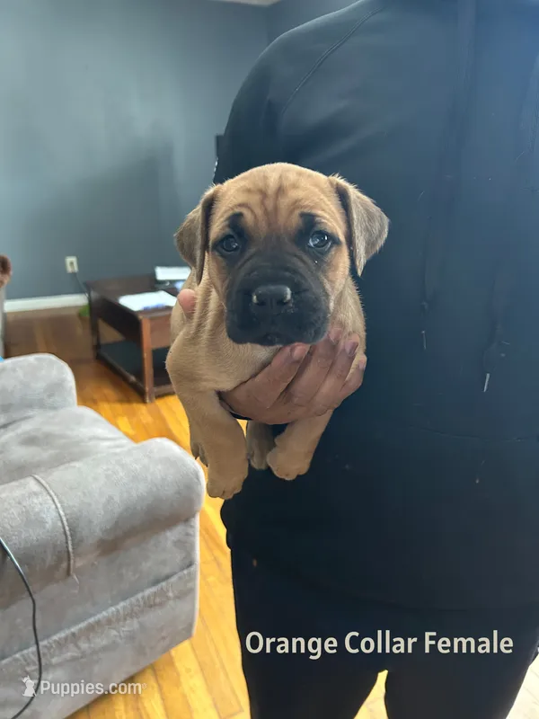 Orange Collar Female