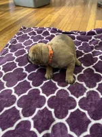 Orange Collar Female, a female Cane Corso for sale in Columbus, OH – Photo 6 of 7