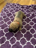 Orange Collar Female, a female Cane Corso for sale in Columbus, OH – Photo 7 of 7