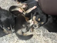 Pinky, a female Australian Shepherd and Siberian Husky for sale in San Diego, CA – Photo 6 of 6