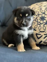 Pinky, a female Australian Shepherd and Siberian Husky for sale in San Diego, CA – Photo 2 of 6