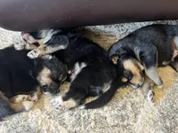 Pinky, a female Australian Shepherd and Siberian Husky for sale in San Diego, CA – Photo 5 of 6