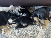 Pinky, a female Australian Shepherd and Siberian Husky for sale in San Diego, CA – Photo 4 of 6