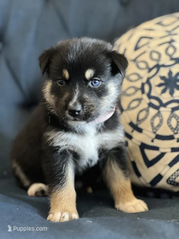 Pinky – Australian Shepherd, Siberian Husky puppy for sale in San Diego, CA