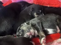 Pinky, a female Australian Shepherd and Siberian Husky for sale in San Diego, CA – Photo 3 of 6