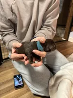 Light Blue, a female Labrador Retriever for sale in Winston-Salem, NC – Photo 2 of 8