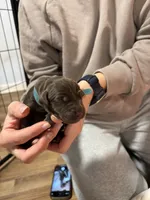 Light Blue, a female Labrador Retriever for sale in Winston-Salem, NC – Photo 3 of 8