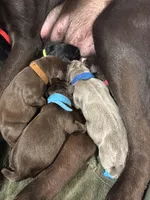 Light Blue, a female Labrador Retriever for sale in Winston-Salem, NC – Photo 5 of 8