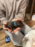 Light Blue, a female Labrador Retriever for sale in Winston-Salem, NC – Photo 1 of 8