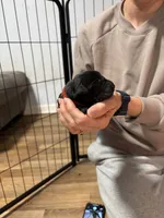 Red, a female Labrador Retriever for sale in Winston-Salem, NC – Photo 2 of 7