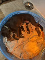 Red, a female Labrador Retriever for sale in Winston-Salem, NC – Photo 7 of 7