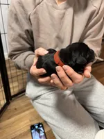 Red, a female Labrador Retriever for sale in Winston-Salem, NC – Photo 1 of 7