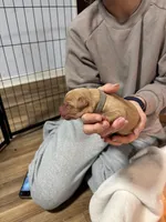 Grey Collar, a female Labrador Retriever for sale in Winston-Salem, NC – Photo 6 of 6