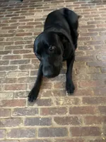 Grey Collar, a female Labrador Retriever for sale in Winston-Salem, NC – Photo 4 of 6
