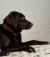 Grey Collar, a female Labrador Retriever for sale in Winston-Salem, NC – Photo 3 of 6