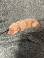 Grey Collar, a female Labrador Retriever for sale in Winston-Salem, NC – Photo 1 of 6