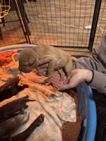 Grey Collar, a female Labrador Retriever for sale in Winston-Salem, NC – Photo 2 of 6