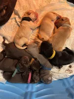 Light green, a male Labrador Retriever for sale in Winston-Salem, NC – Photo 7 of 9