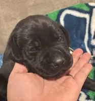 Light green, a male Labrador Retriever for sale in Winston-Salem, NC – Photo 2 of 9