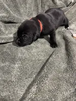 Light green, a male Labrador Retriever for sale in Winston-Salem, NC – Photo 9 of 9