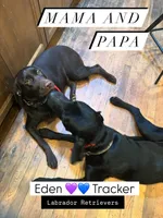 Light green, a male Labrador Retriever for sale in Winston-Salem, NC – Photo 6 of 9