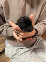 Light green, a male Labrador Retriever for sale in Winston-Salem, NC – Photo 5 of 9
