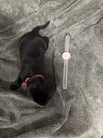 Light green, a male Labrador Retriever for sale in Winston-Salem, NC – Photo 1 of 9