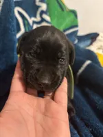 Light green, a male Labrador Retriever for sale in Winston-Salem, NC – Photo 8 of 9